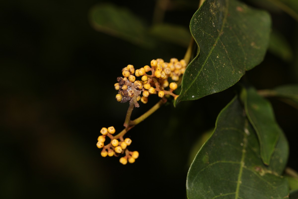 Aglaia apiocarpa (Thwaites) Hiern